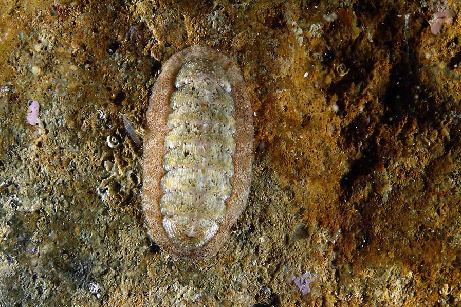 Ischnochiton rissoi